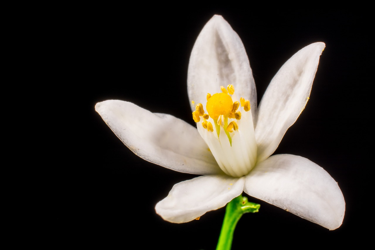 Avatar von Neroli